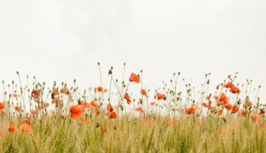 忙しい日に、心をゆるめる。リラックスできる映画を観よう!